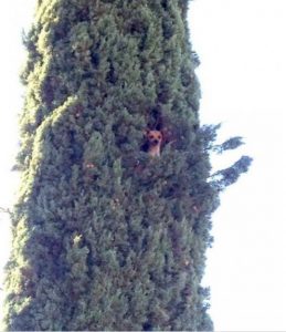Τρόμος για το μικροσκοπικό τσιουάουα: Σκαρφάλωσε σε δέντρο 25 μέτρων και έμεινε εκεί! (ΕΙΚΟΝΕΣ)