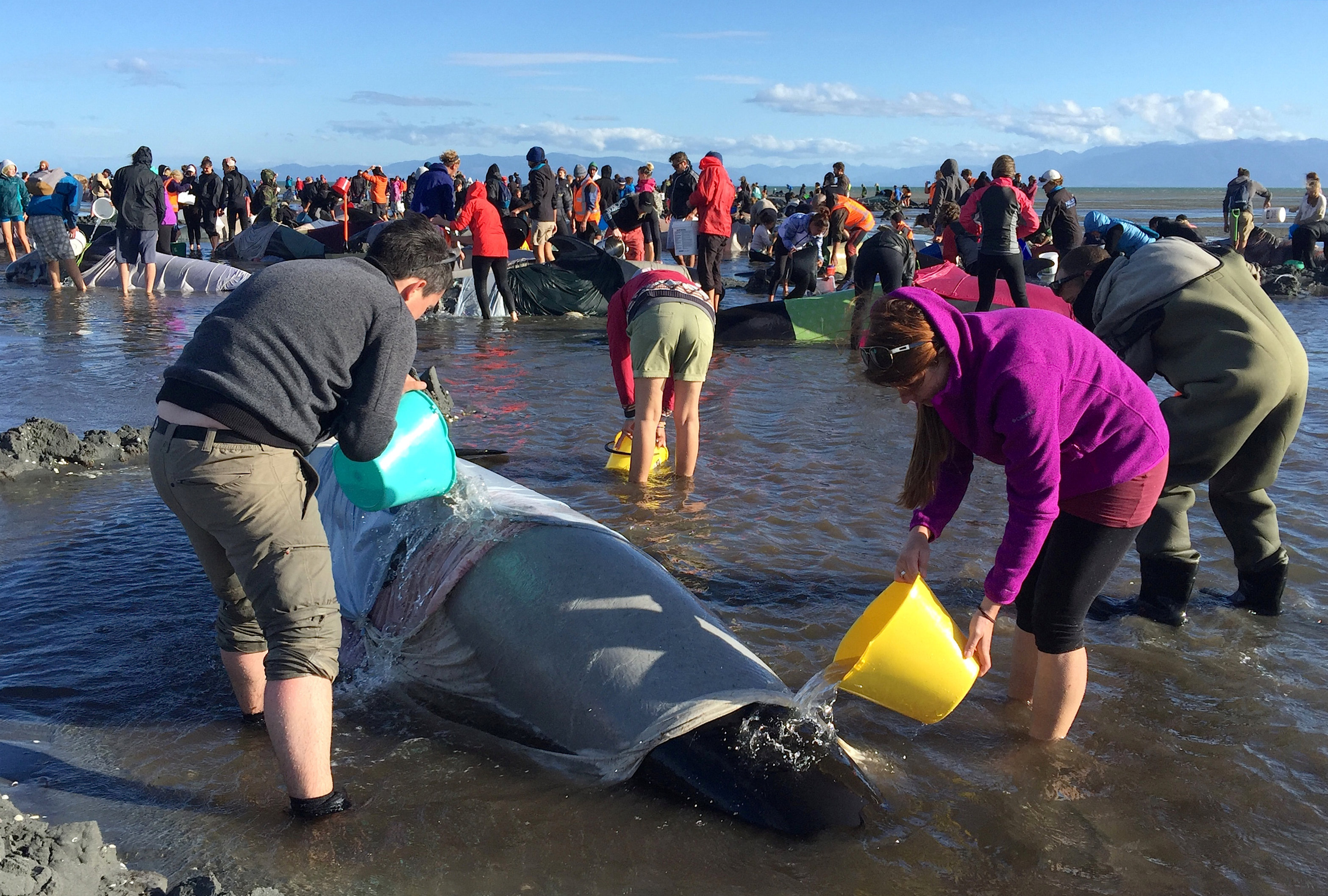 ΣΟΚ: Εκατοντάδες φάλαινες νεκρές σε παραλία της Νέας Ζηλανδίας
