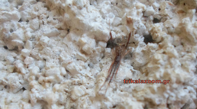 Τρίκαλα: Βρέθηκε αράχνη που μοιάζει με το φίδι Κόμπρα!(εικόνες)