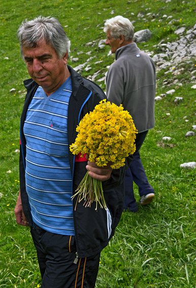 Αλβανοί αλωνίζουν τα ελληνικά βουνά & αφανίζουν τα αρωματικά φυτά