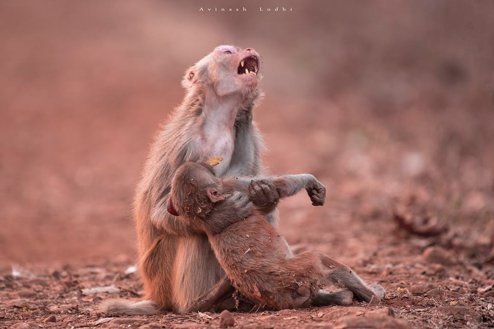 Ο θρήνος μιας μαμάς μαϊμούς σε δάσος της Ινδίας