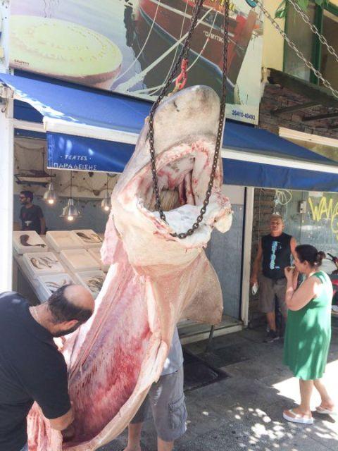 Ψαράδες έπιασαν έναν καρχαρία 300 κιλών στην Κεφαλονιά (εικόνες)