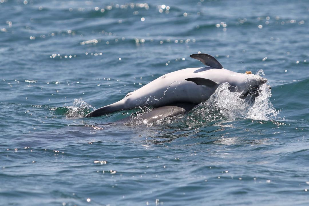 Σπαρακτική εικόνα: Δελφίνι κουβαλάει το νεκρό μωρό του στον Αμβρακικό (εικόνες & βίντεο)