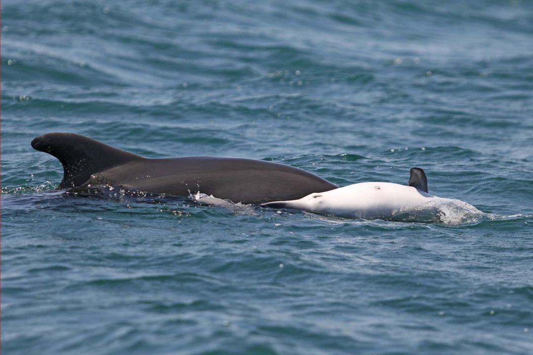 Σπαρακτική εικόνα: Δελφίνι κουβαλάει το νεκρό μωρό του στον Αμβρακικό (εικόνες & βίντεο)